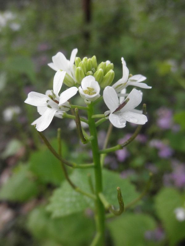 Alliaria petiolata